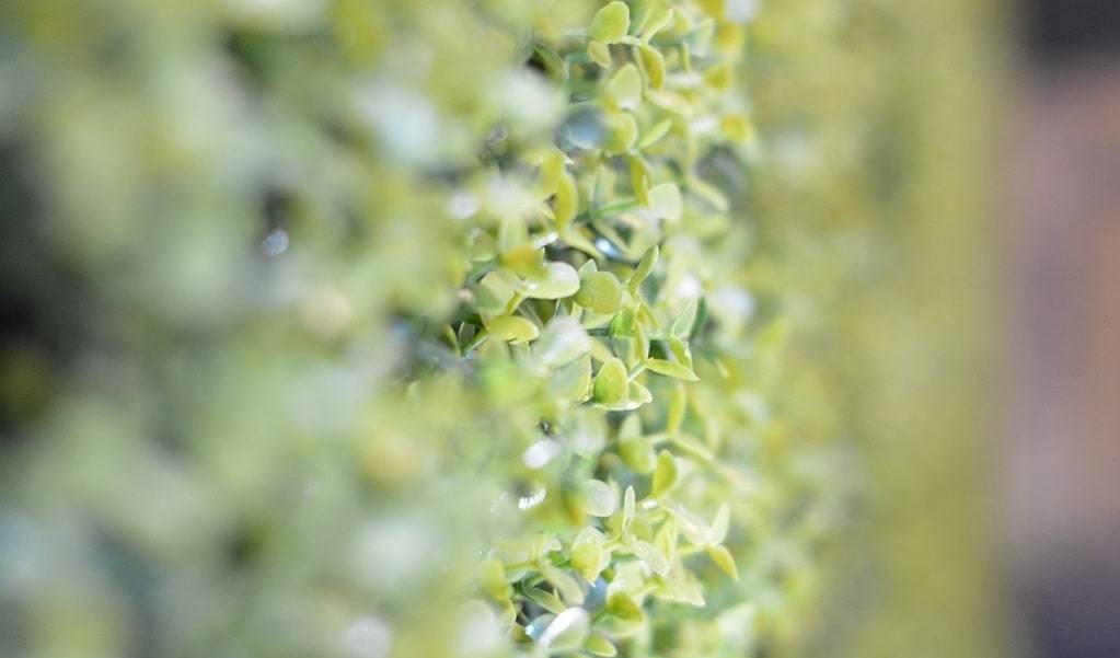 Les meilleures plantes pour votre mur végétal