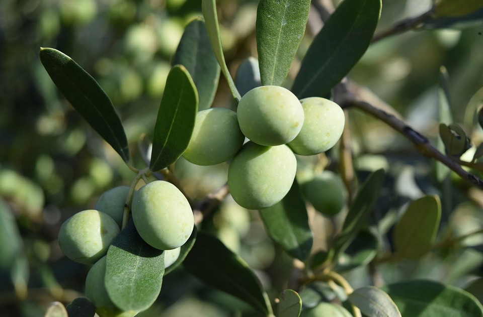 L'art de la bouture et de la multiplication des plantes
