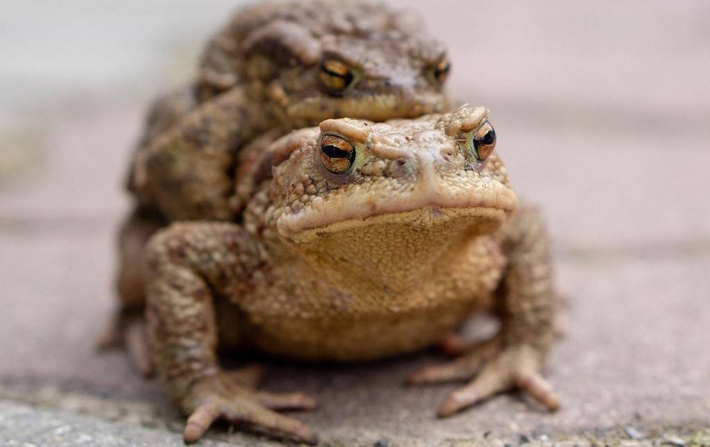 Observer et reconnaître les indices laissés par un crapaud